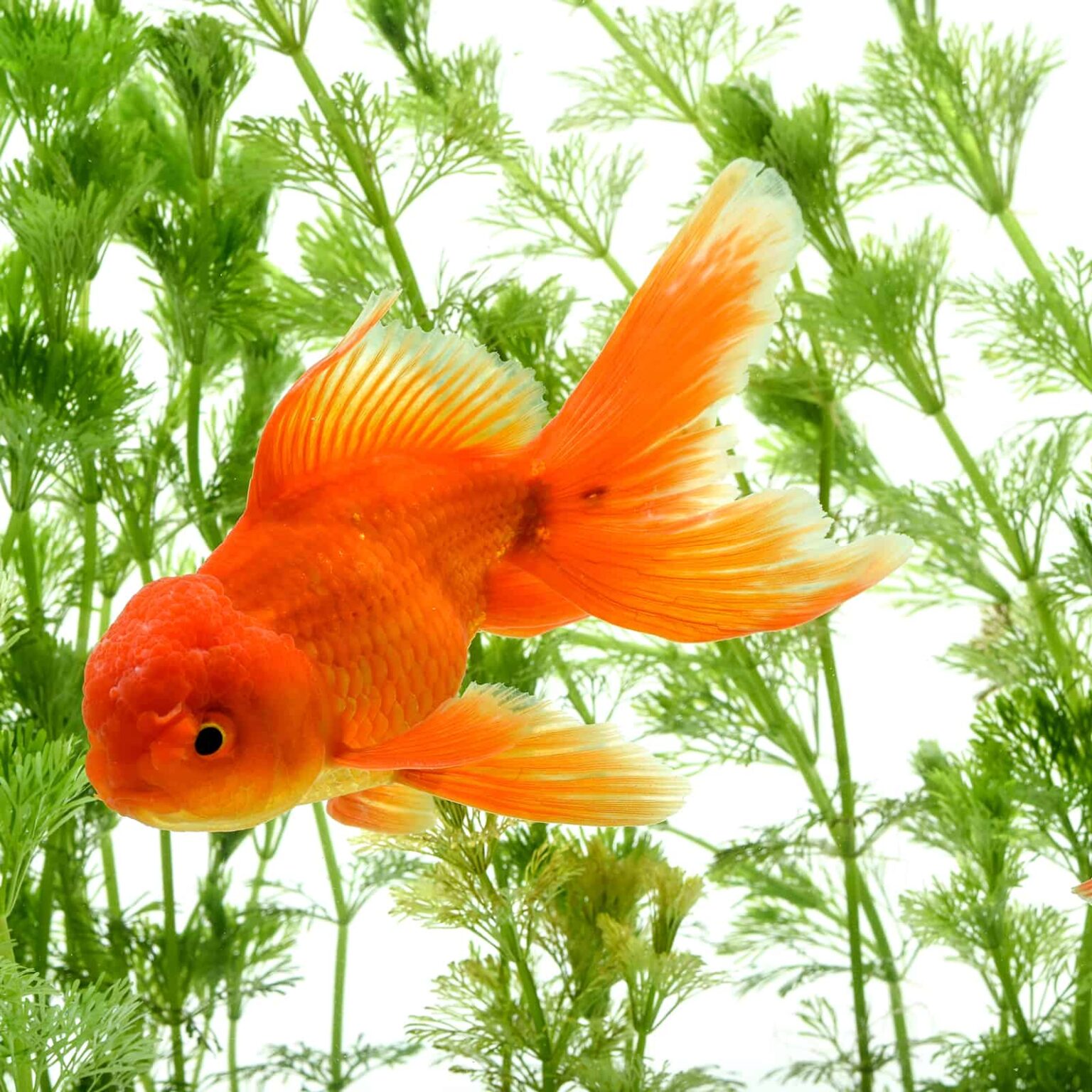 Swim Bladder Disorder In Goldfish Don T Panic Here S What To Do