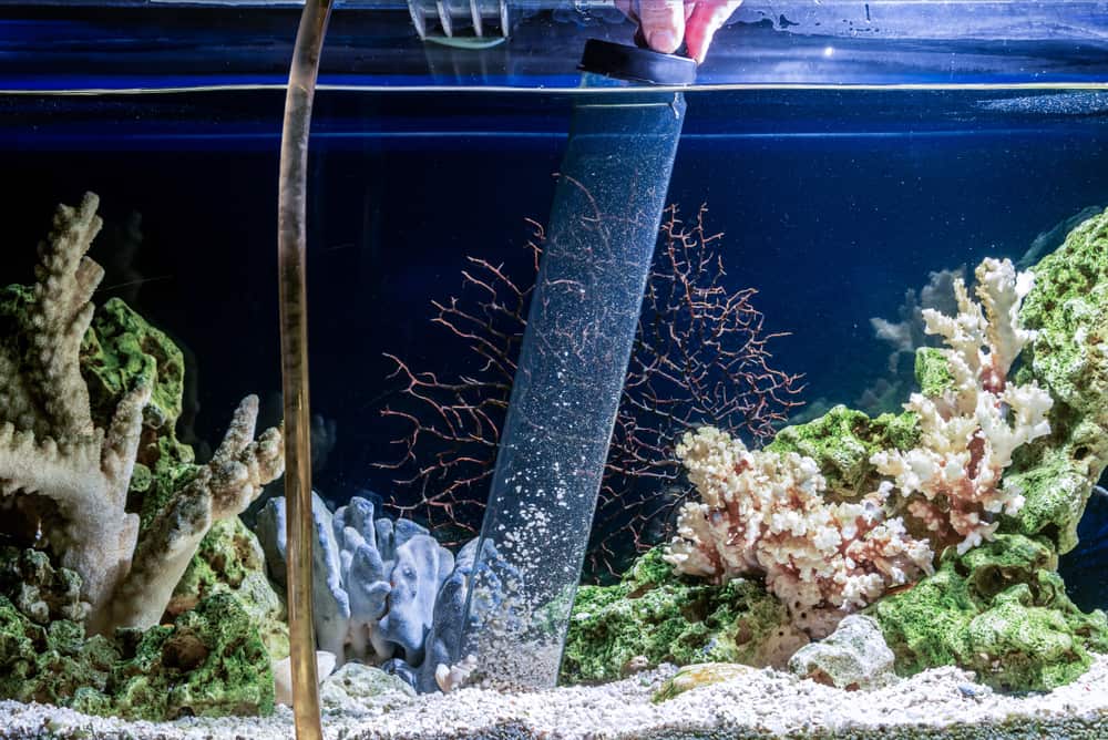 Tips to Maintain a Healthy Tank Environment