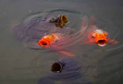 Possible Reasons for Goldfish Gaping at the Surface