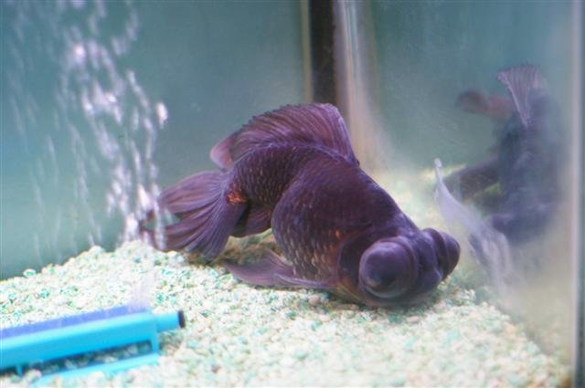 Common Misconceptions about Goldfish Laziness