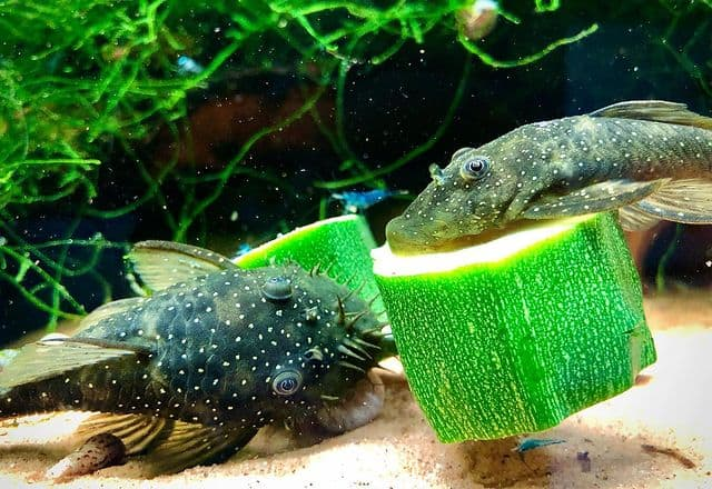 Proper Care and Feeding of Algae-Eating Fish