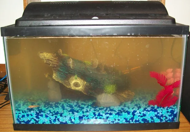 Goldfish Changing to White-water quality
