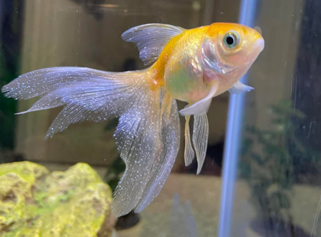 Goldfish Active-Health