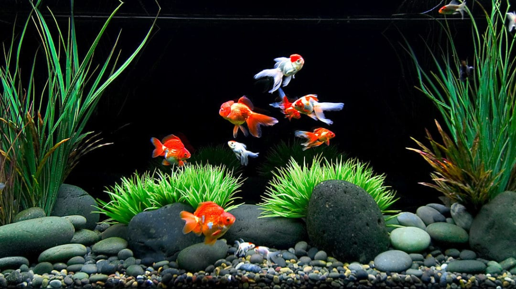 goldfish's colors