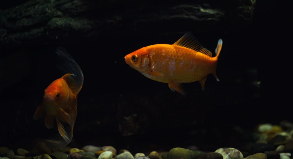 Goldfish Active-as pet