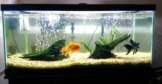 Goldfish Active-Goldfish behavior
