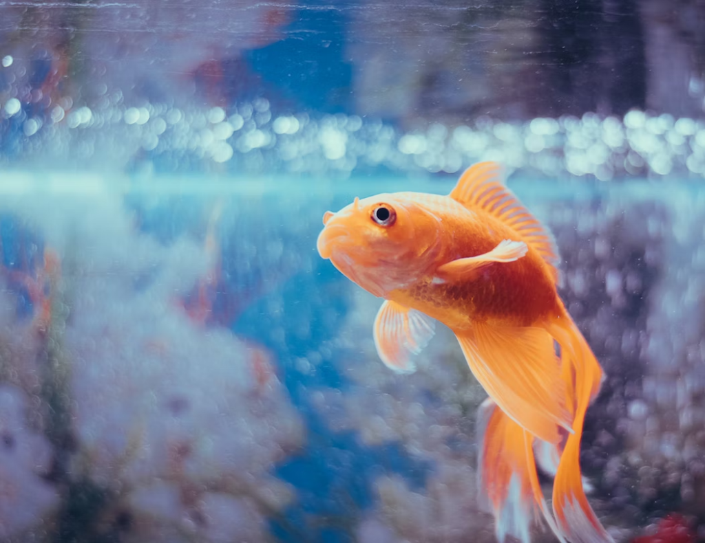 Goldfish Active
