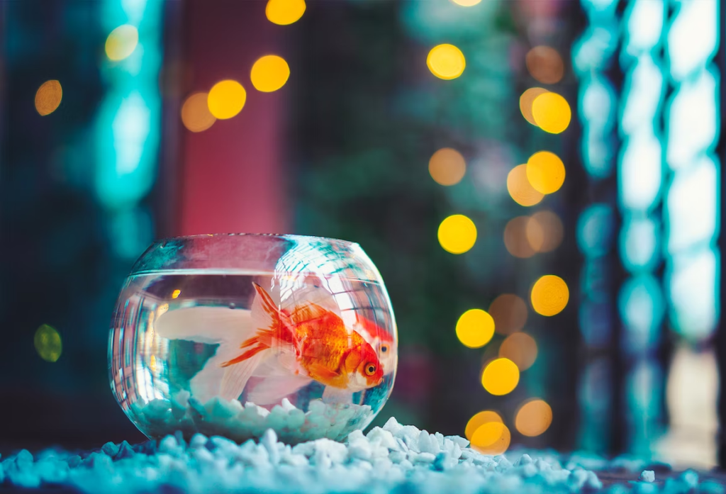 Goldfish's Vibrant Colors