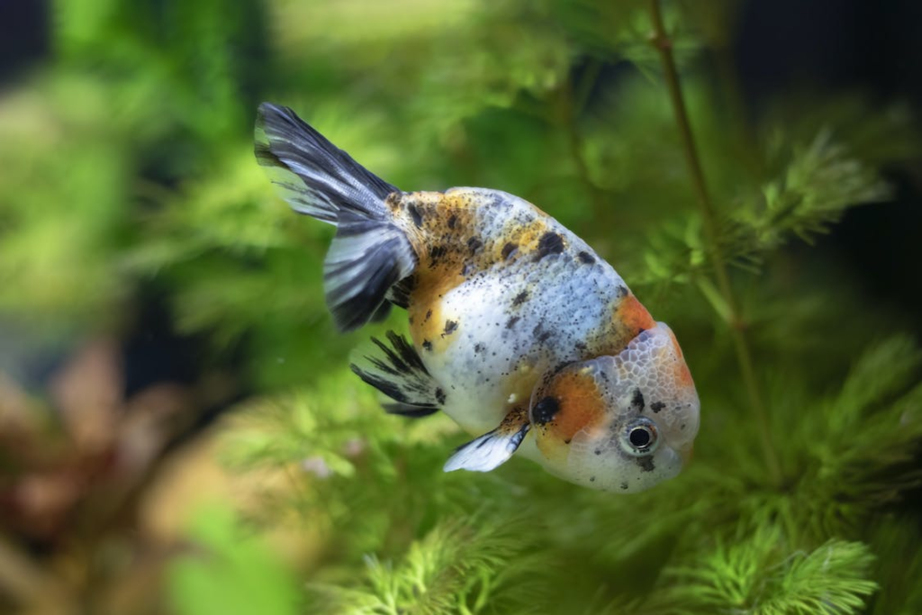 Creating the Ideal Goldfish Tank Ecosystem
