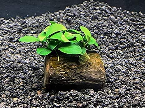live plants for goldfish-Anubias