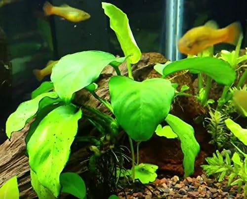 aquarium live plants-Anubias