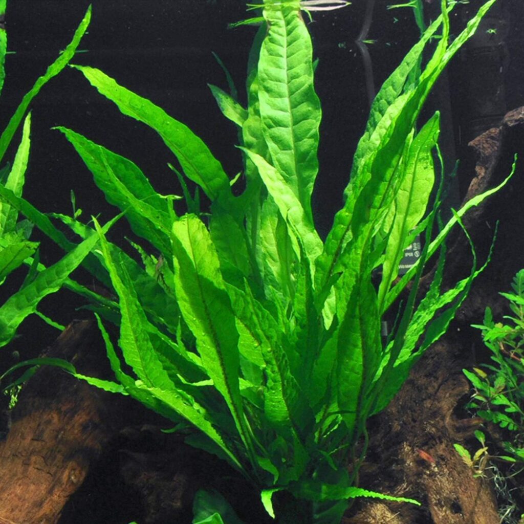 aquarium live plants-Java Fern