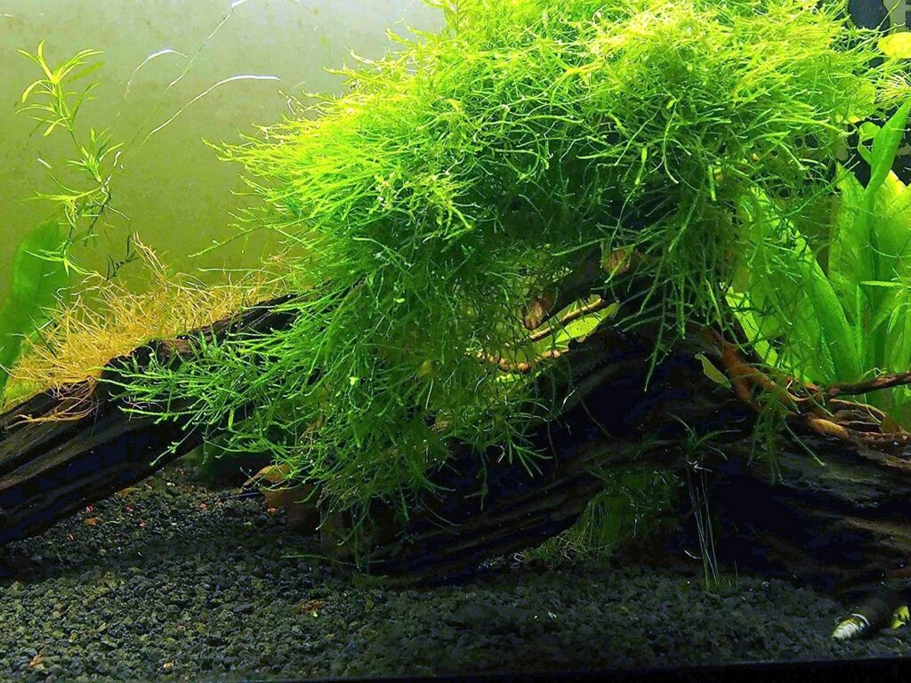 aquarium live plants-Java Moss