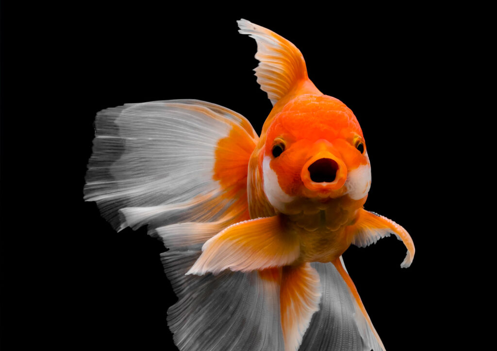 how big can goldfish grow