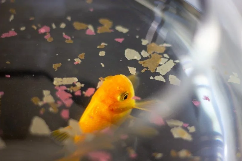 understand overfeeding on goldfish