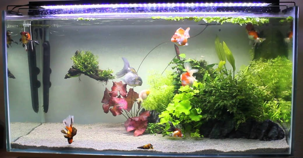 Caring for Plants in Goldfish Tanks