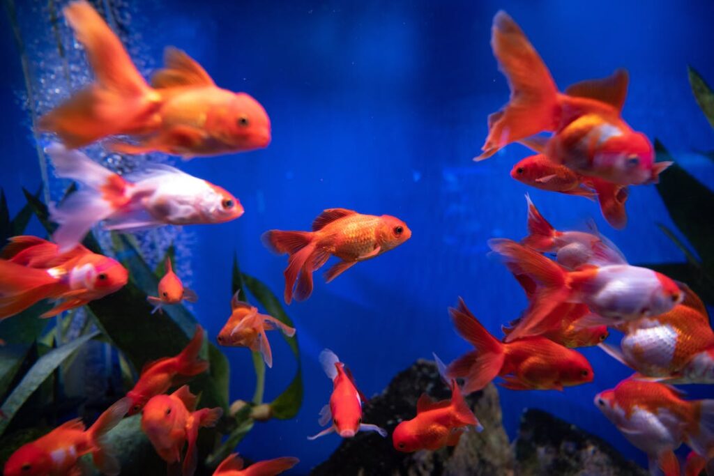 Normal Coloration of Goldfish