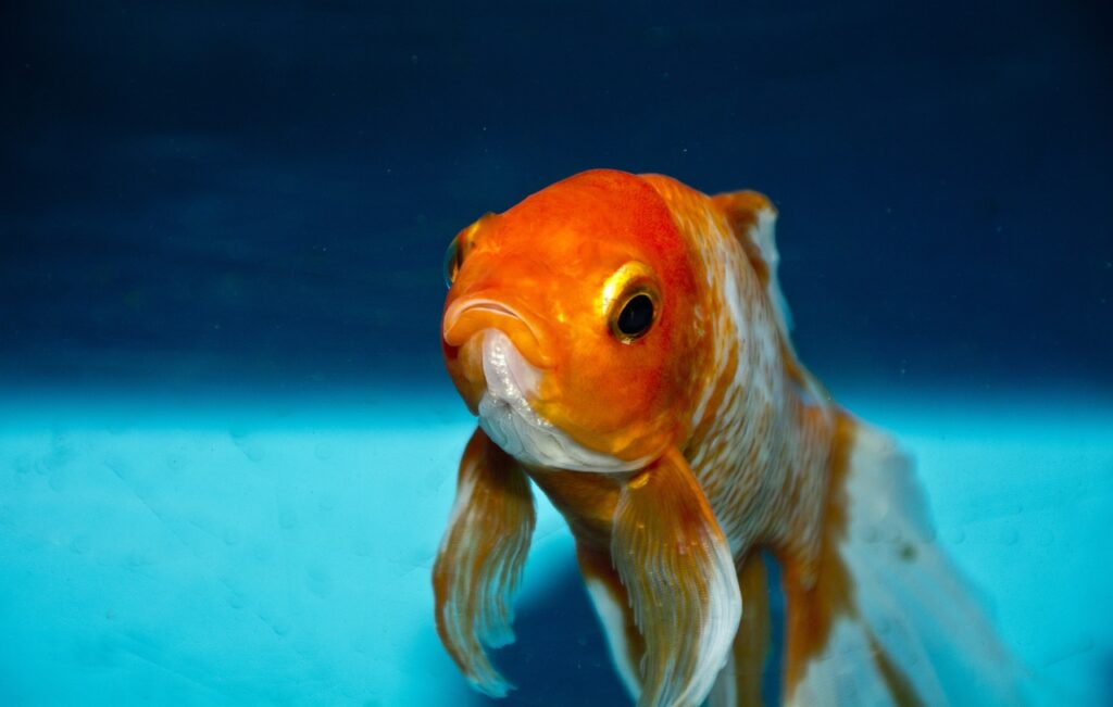 Potential Causes for Goldfish Changing to White