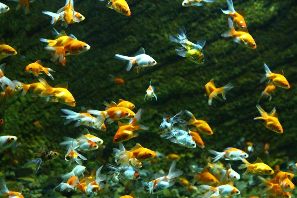 Goldfish Changing to White-stress