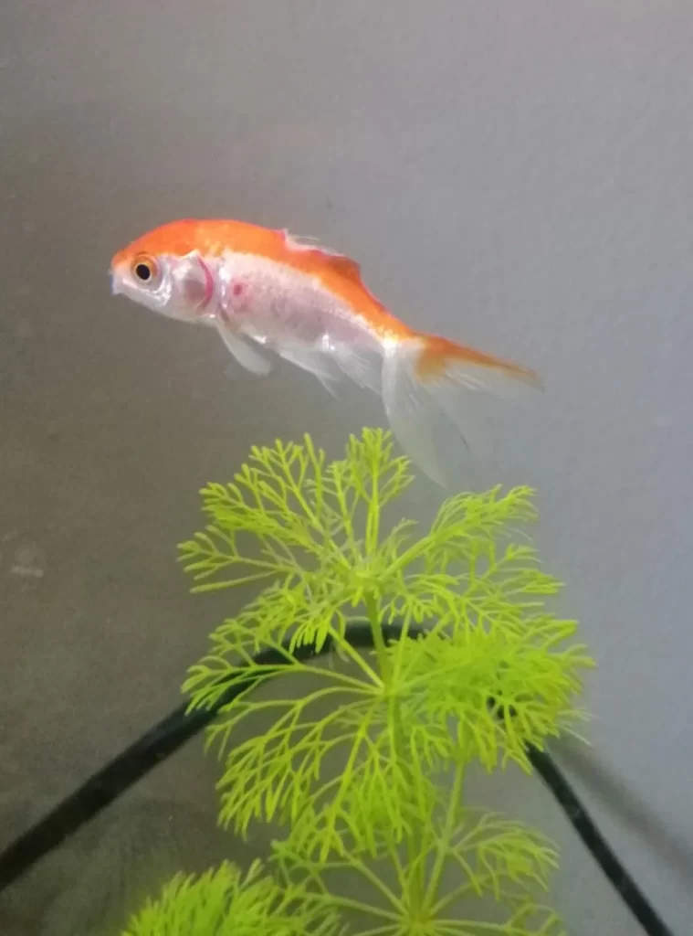 Goldfish Changing to White-fungal or bacteria