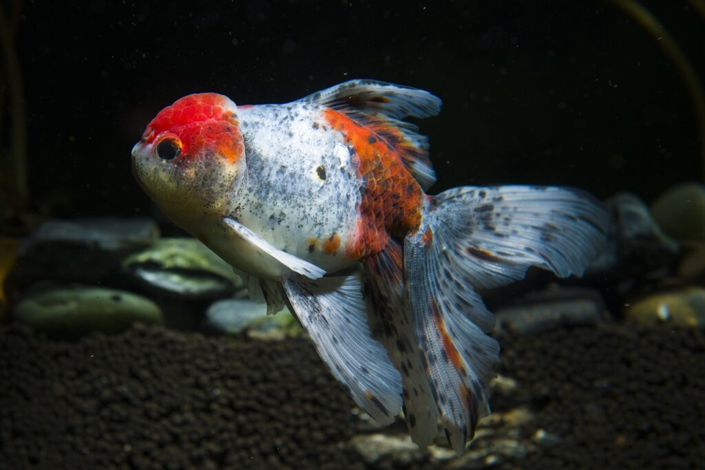 Understanding Goldfish Growth and Size