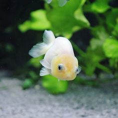 baby goldfish-proper tank
