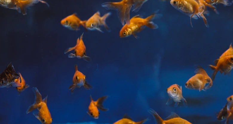 A Happy Tank – Your Goldfish Sanctuary