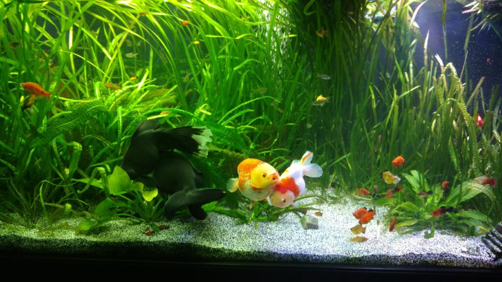 goldfish and lighting