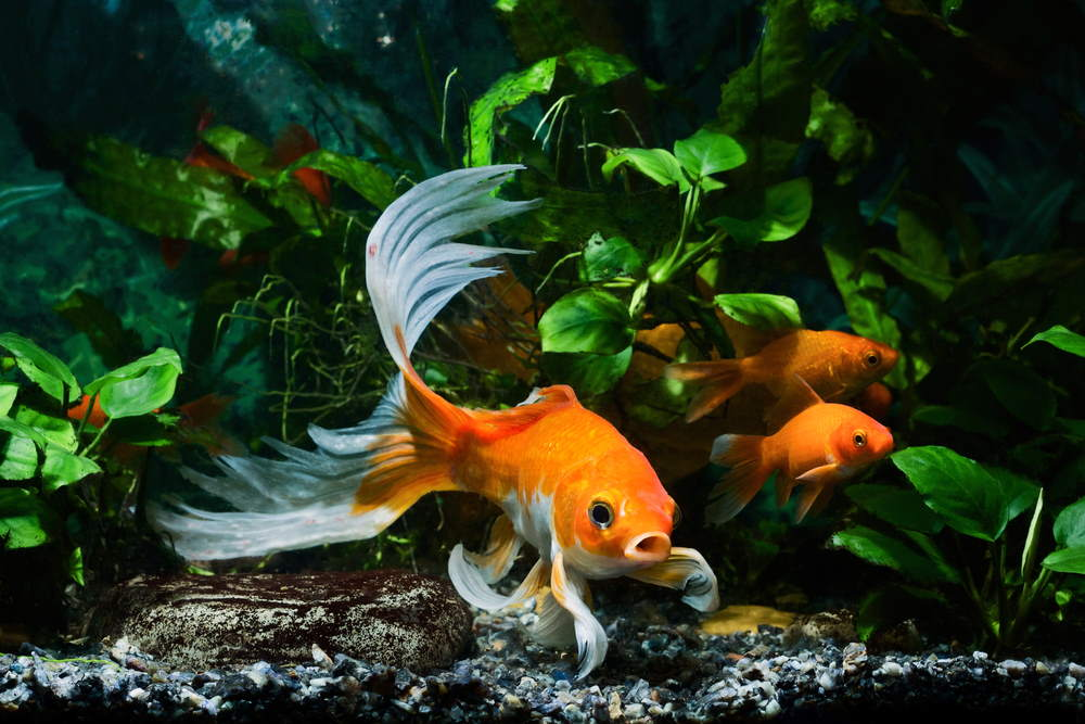 plants control ammonia in goldfish tank-ecosystem
