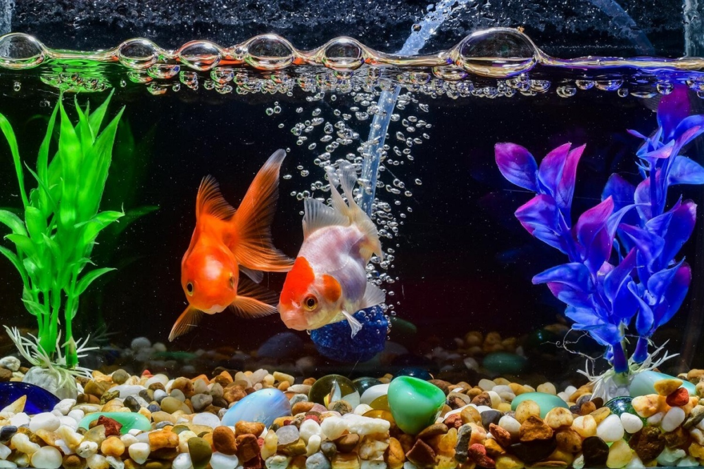 Goldfish Dinner Time