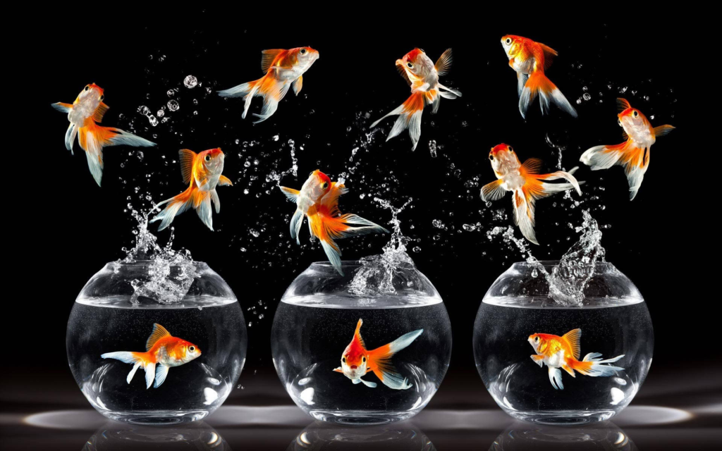 Dispelling the Goldfish Bowl Myth