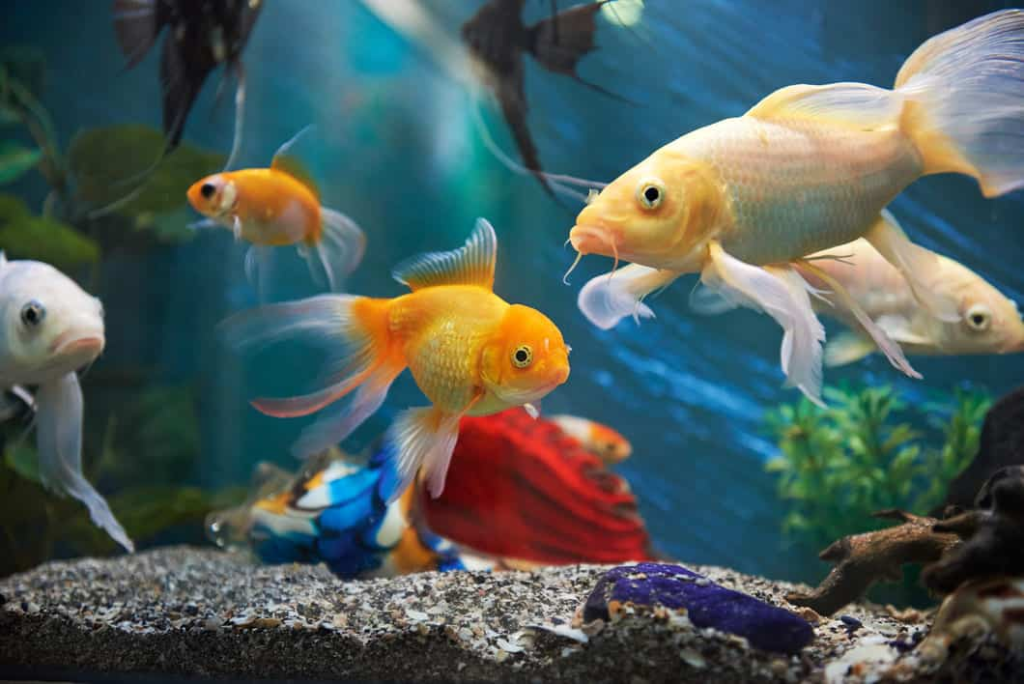 goldfish growth