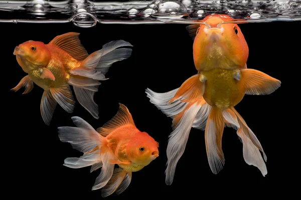 Understanding Goldfish Behavior
