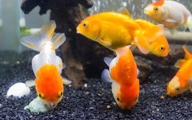 goldfish diet control