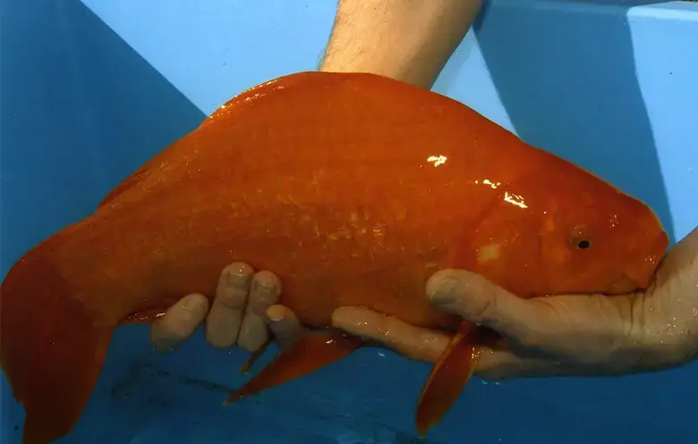 big goldfish