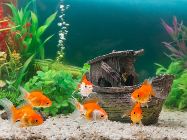 Setting Up Your Goldfish Tank