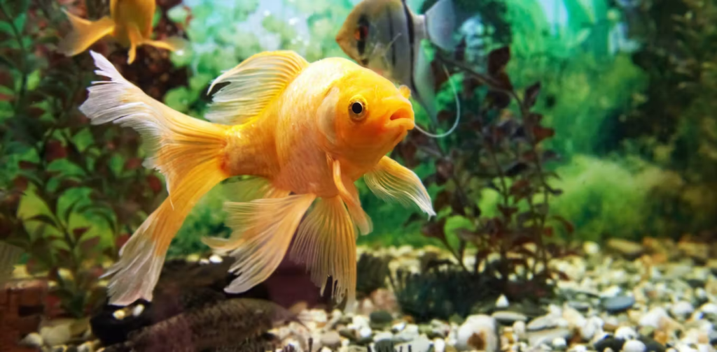 Common Misconceptions about Goldfish Nutrition