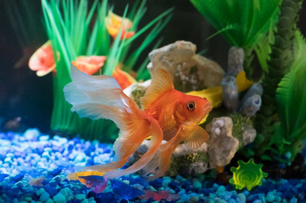 live plants for goldfish