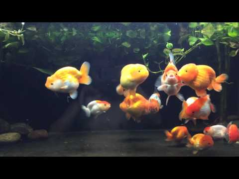 Dealing With Disease or Parasite Infections of goldfish gaping at the surface