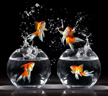 Goldfish Jumping Out of the Tank-Common reasons