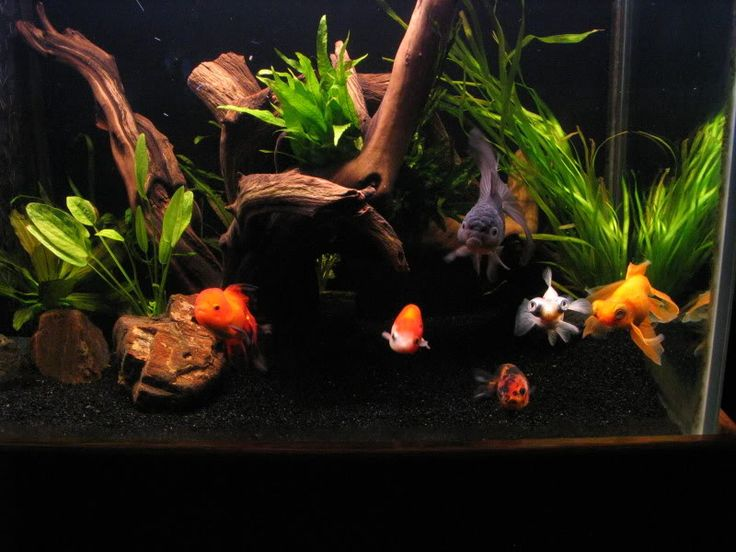 Why Goldfish Growth Can Be Tricky
