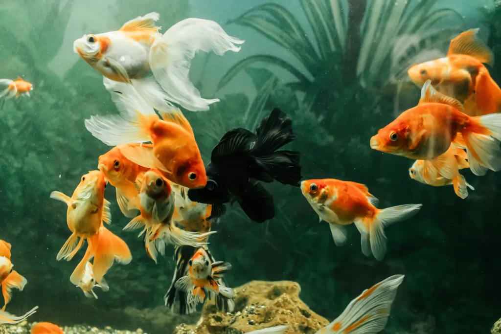 Choosing the Right Substrates for Your Goldfish