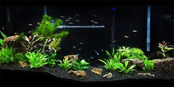 Filtration System for Your Goldfish Tank - Understanding