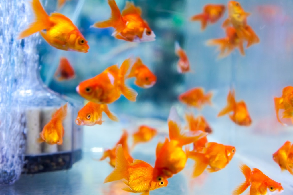 Tanks for baby goldfish