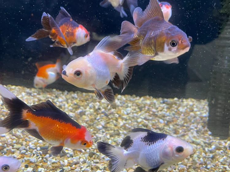 the age will affects goldfish growth
