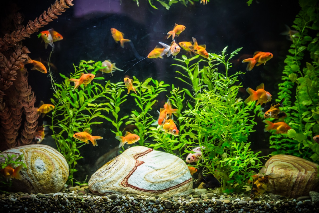 Substrates in a Goldfish Tank