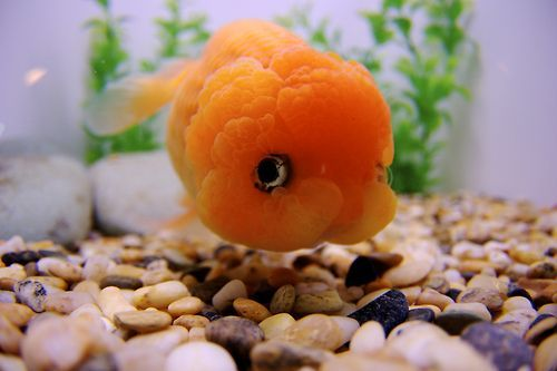 Goldfish Wen Growth Health and Maintenance