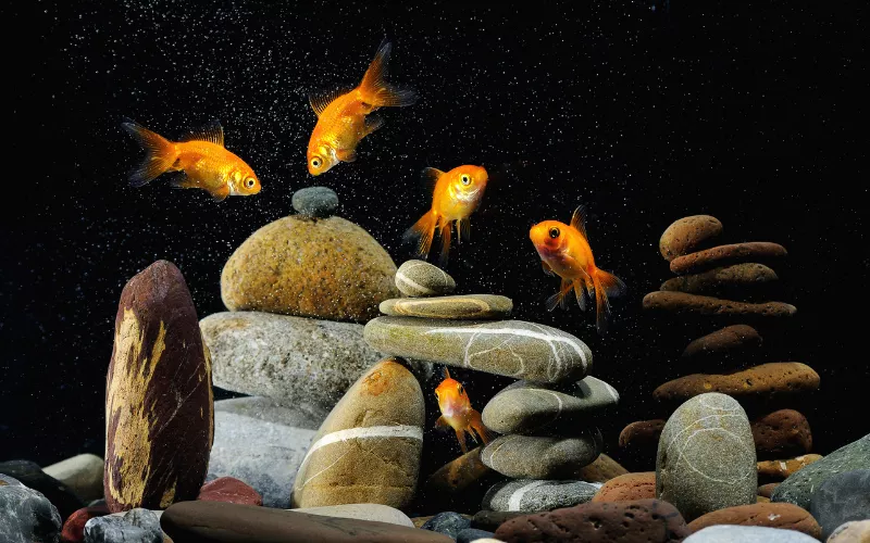 Role of Substrates for Fry Goldfish