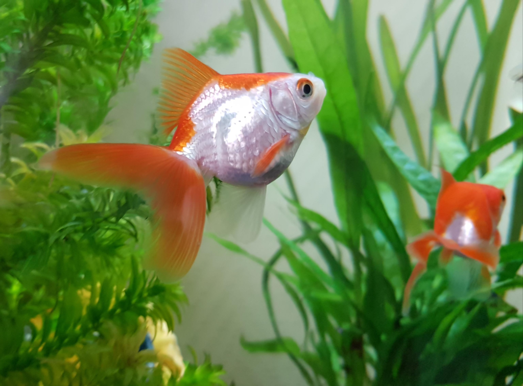 Transitioning Your Baby Goldfish to Adult Tanks