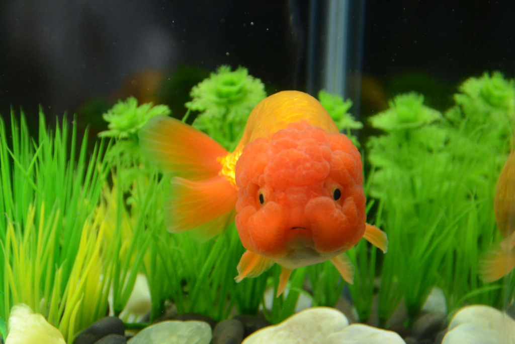 Goldfish Losing Its Color-special